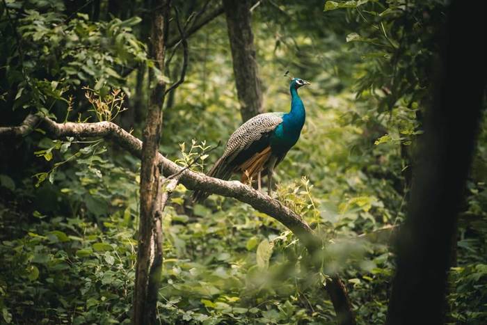 Nagzira Wildlife Sanctuary, Maharashtra