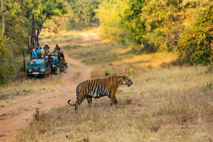 Tadoba Andhari Tiger Reserve, Maharashtra